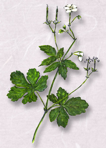 Υ祦Geranium thunbergii