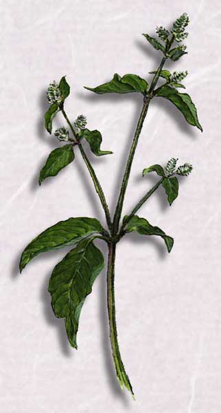 �ҥʥ��Υ��Υ�������Achyranthes fauriei