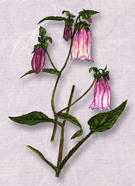 �ۥ���֥�����Campanula punctata