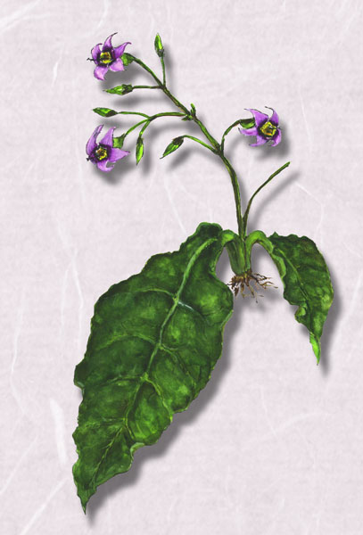 ���勵�Х���Conandron ramondioides