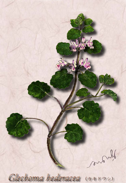�����ɥ�����Glechoma hederacea