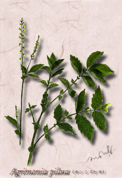����ߥ��ҥ���Agrimonia pilosa