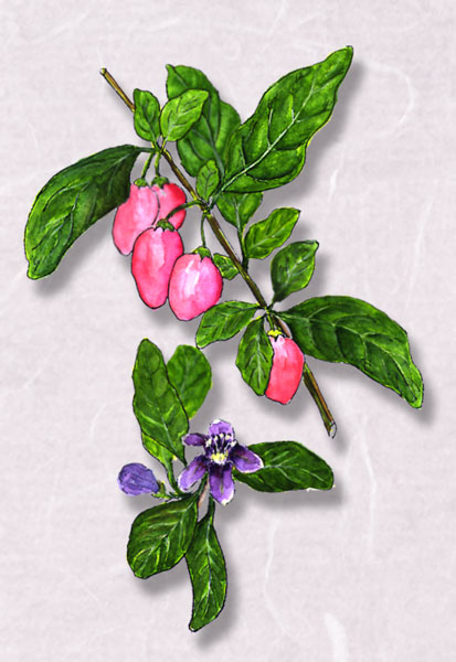 ������Lycium chinese