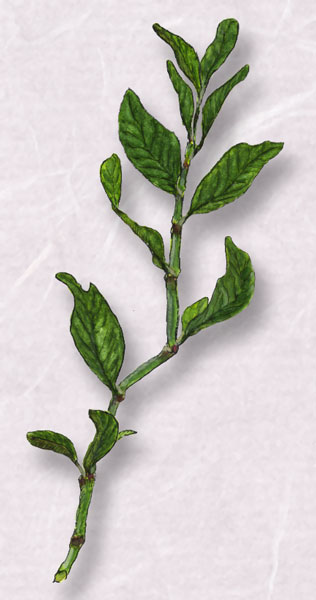 �ߥ���ʥ���Plygonum aviculare