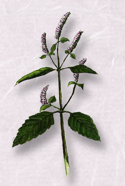 �ʥ��ʥ��������塡Elsholtzia ciliata