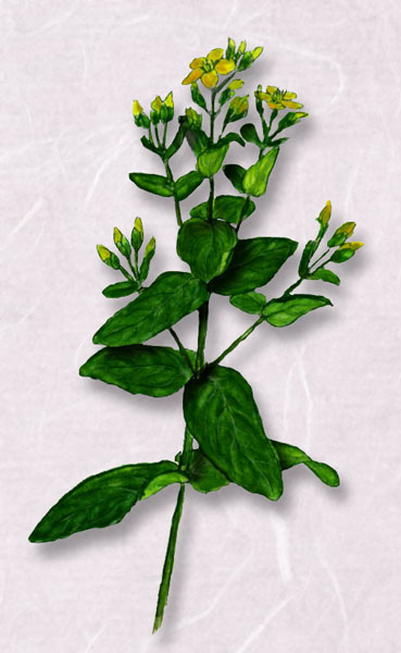 ���ȥ��꥽����Hypericum erectum