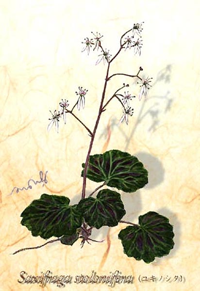 �業�Υ�����Saxifraga stolonifera