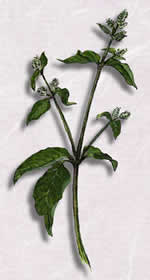 �ҥʥ��Υ��Υ�����