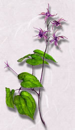 �����꥽��