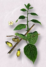 �ޥ�����