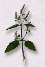 �ʥ��ʥ���������