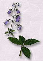 �ĥꥬ�ͥ˥󥸥�